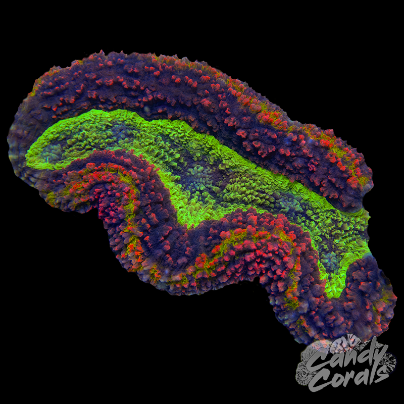 Ultra Rainbow Symphyllia Colony 28