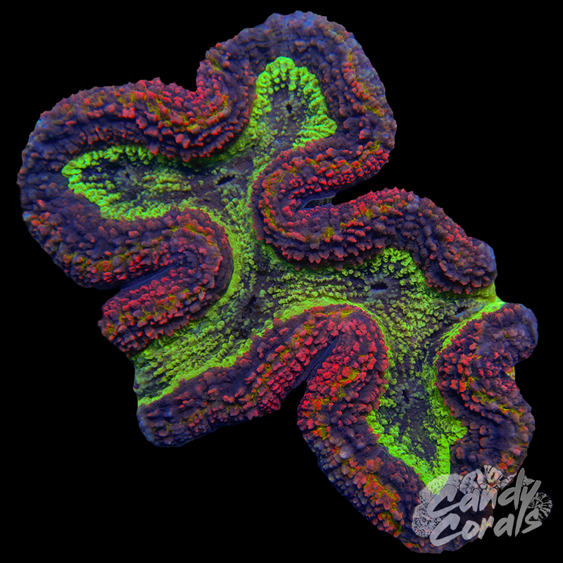 Ultra Rainbow Symphyllia Colony 29