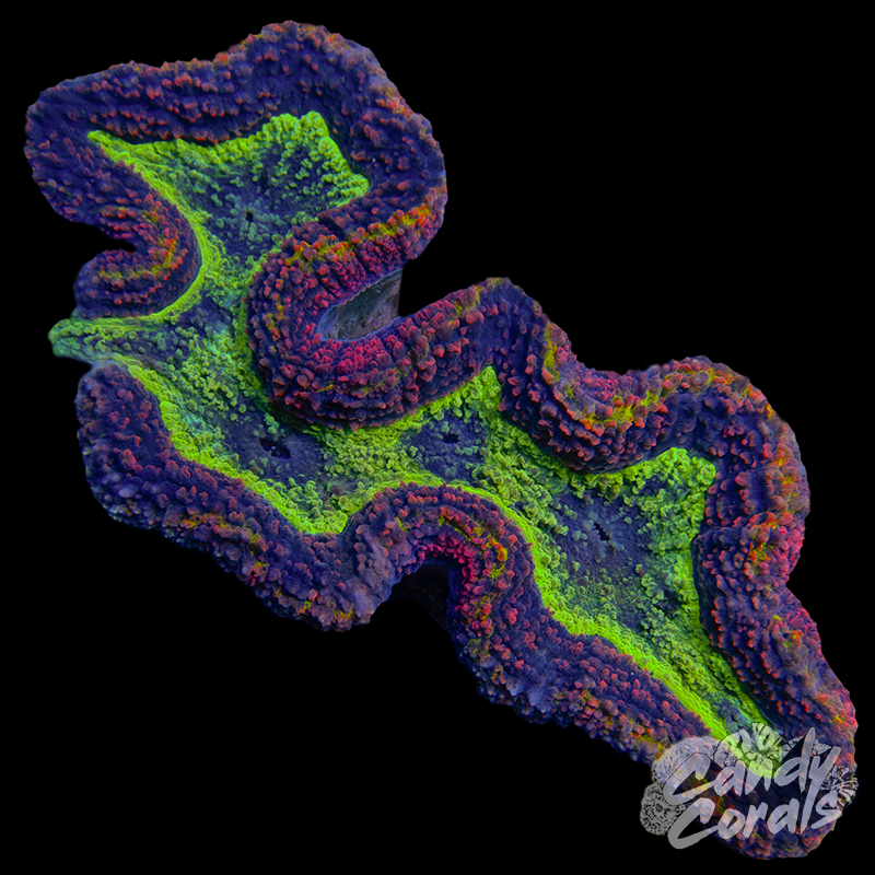 Ultra Rainbow Symphyllia Colony 30