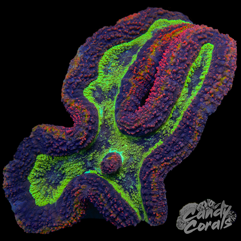 Large Ultra Rainbow Symphyllia Colony 24