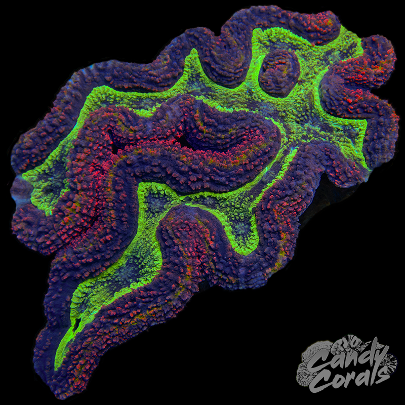 XL Ultra Rainbow Symphyllia Colony 26