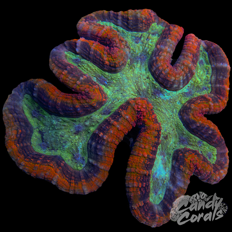 Large Ultra Rainbow Symphyllia Colony 31