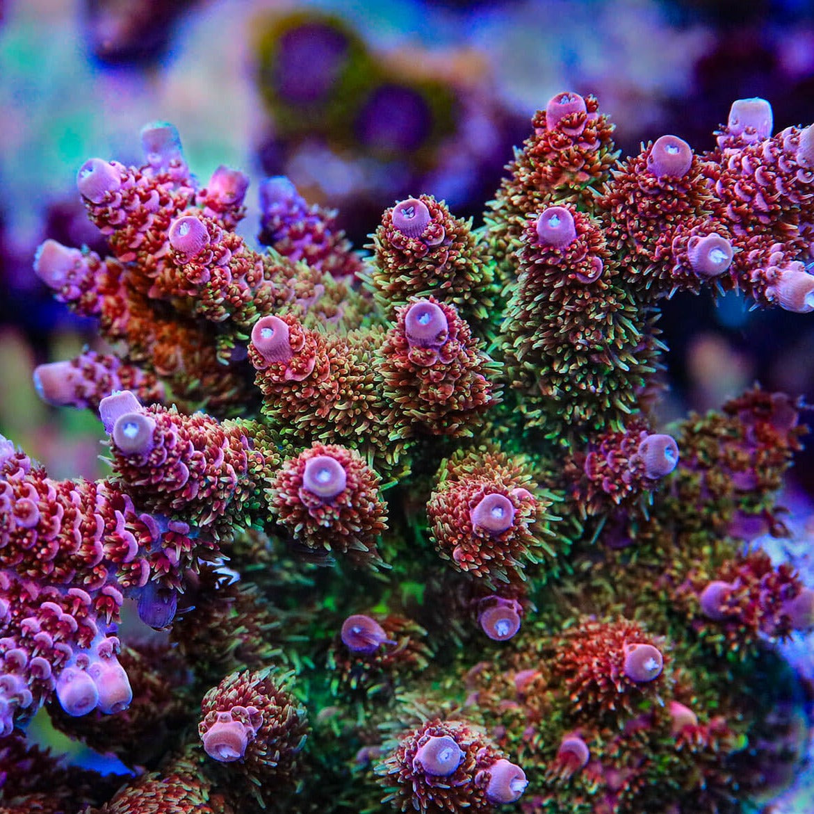TSA Four Loko Acropora Sp. Frag A30