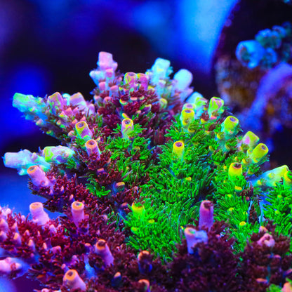 TSA Fruity Splice Acropora Sp. Frag