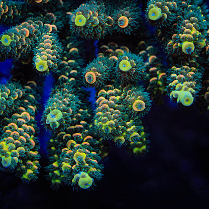 TSA Sour Twist Acropora Sp. Frag