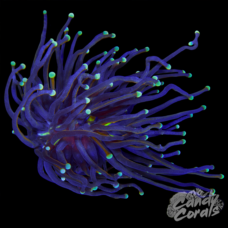 Teal Tipped Indo Gold Torch T5