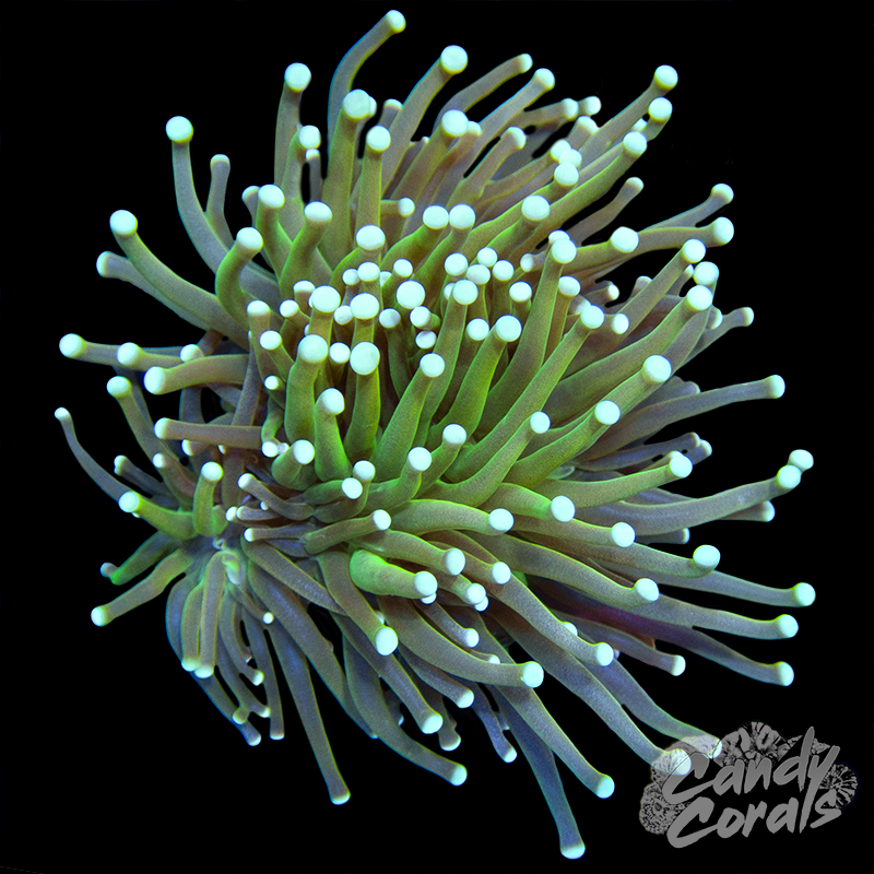 White Tip Green aned Gold Torch T9
