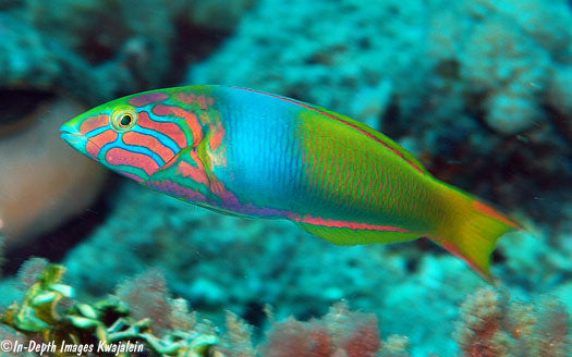 Male Banana Wrasse