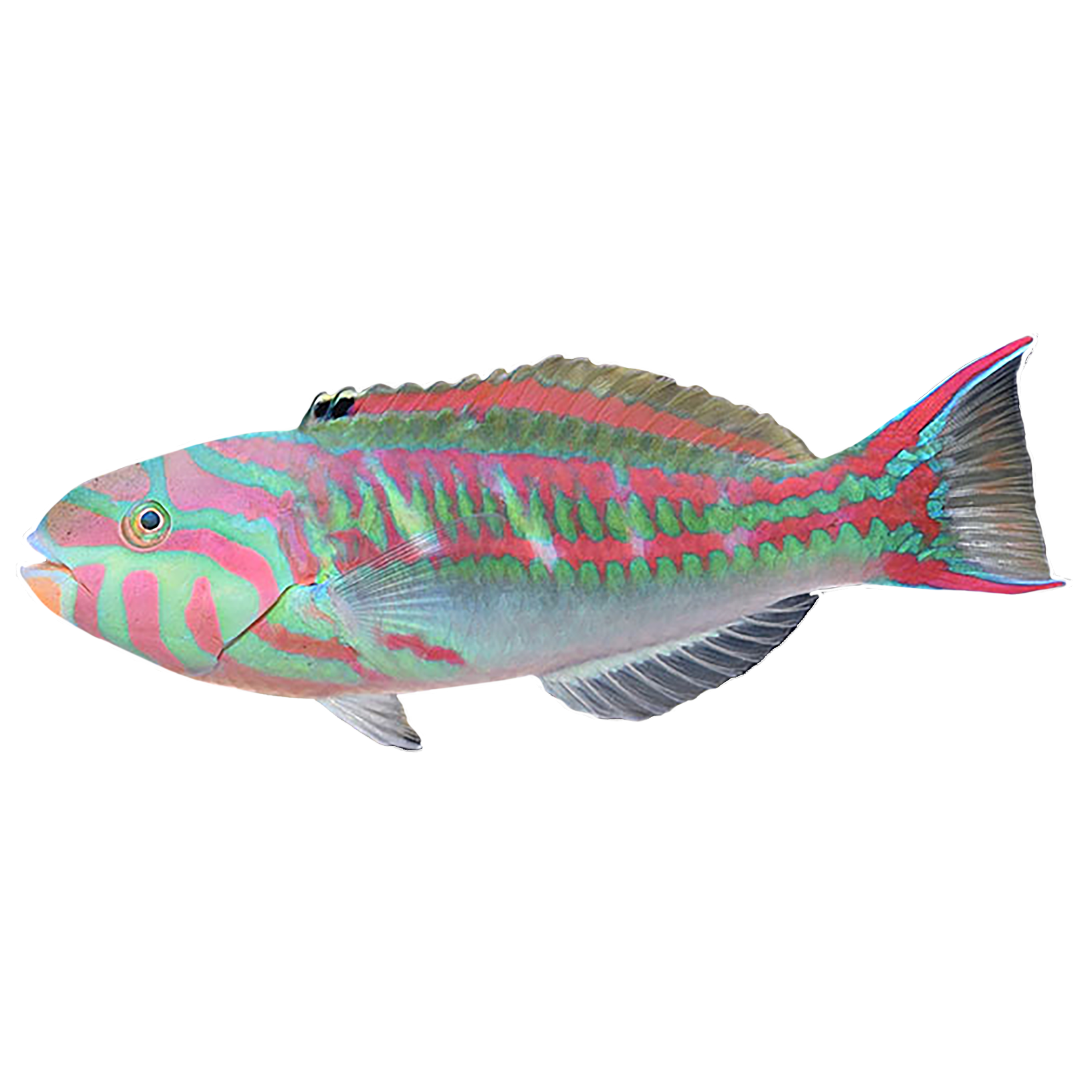 Pink Face Wrasse