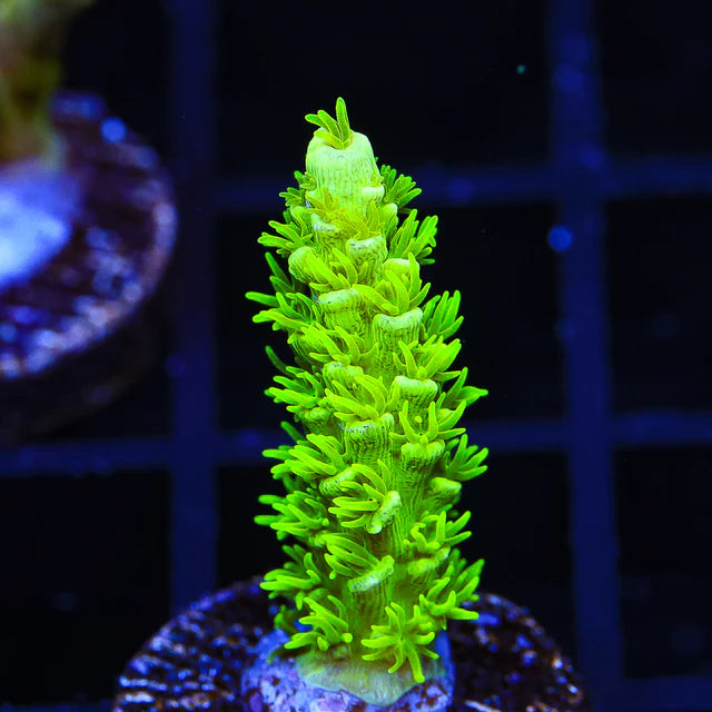 TSA "The Banger" Acropora Sp. Frag