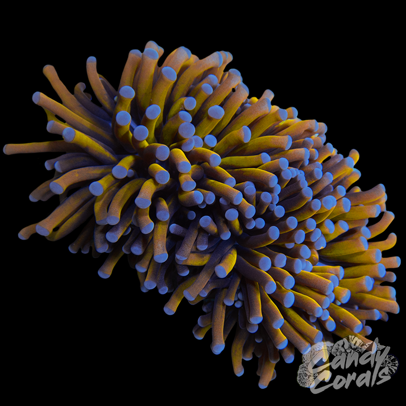 Aussie Gold Torches!