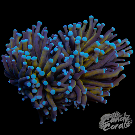 Blue and Gold Tiger Torch Per Head