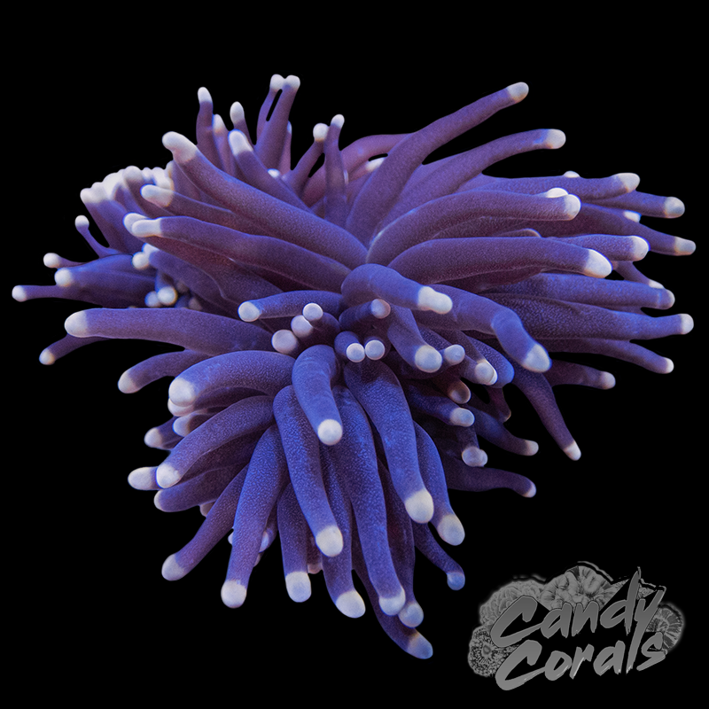 Euphyllia – Candy Corals