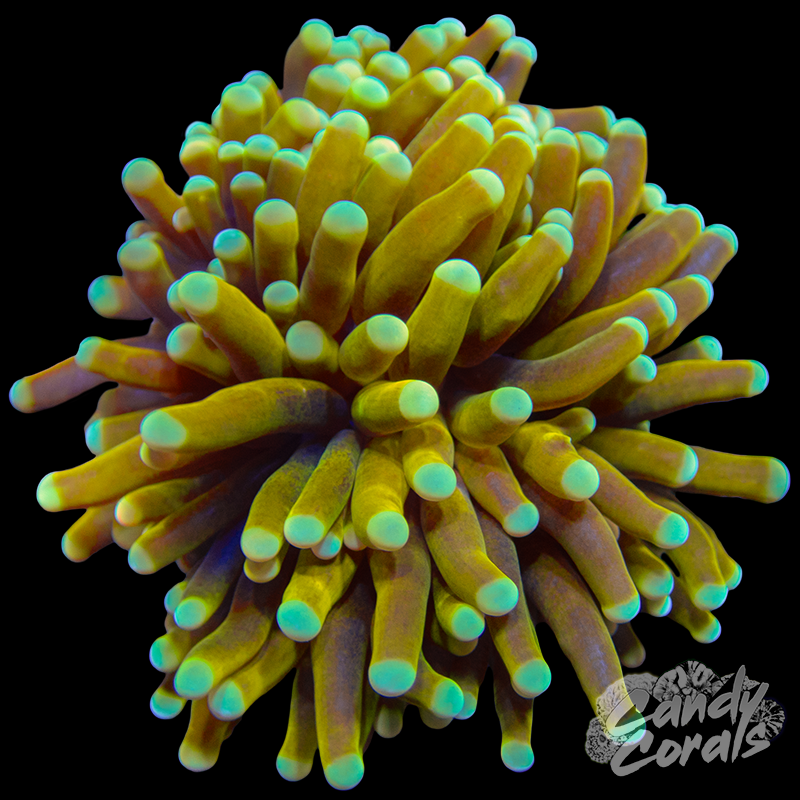 Medusa Torch