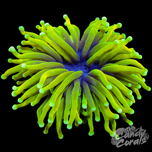 Electric Banana Ultra Torch WYSIWYG 39