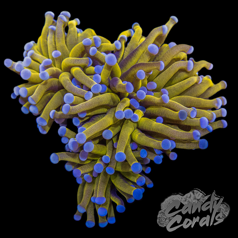 【2/22誕生日セール】PALMS CORAL STAR CGP-7016i Safe Cracker Zoa Z62 – Candy Corals
