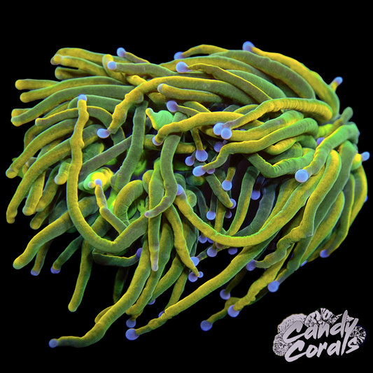 Rapunzel Torch WYSIWYG 1