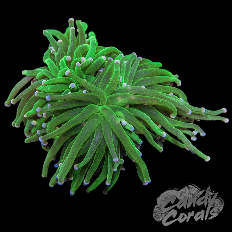 Pink Tipped Neon Green Torch T5