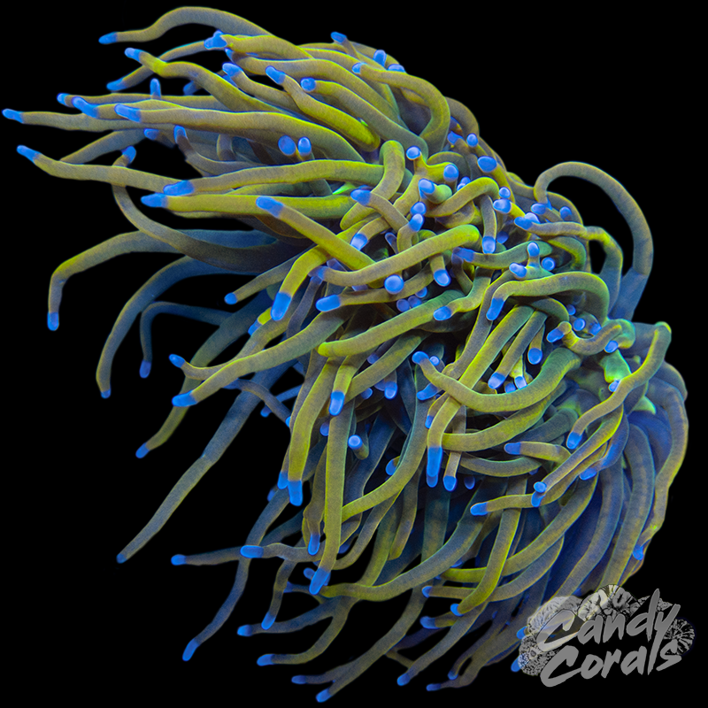 Ultra Torch WYSIWYG 22