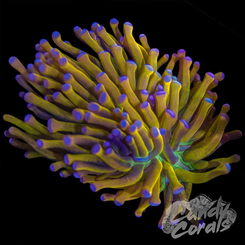 Banana Grail Torch T14