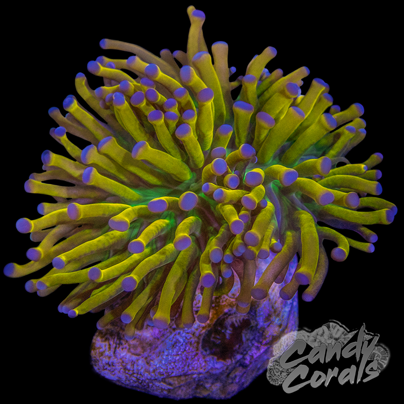 Banana Grail Torch T14