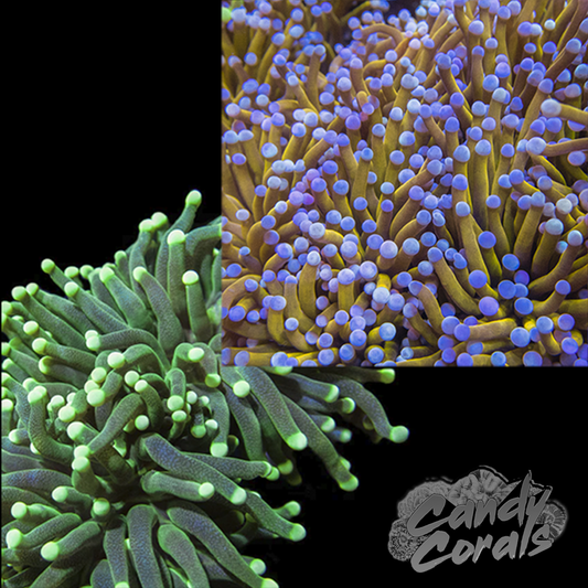 Blue Tip 24K + Yellow Tipped Green Torch Frag Pack