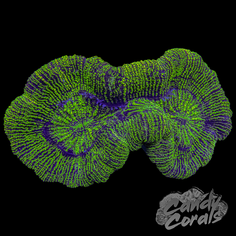 Metallic Trachyphyllia WYSIWYG 4