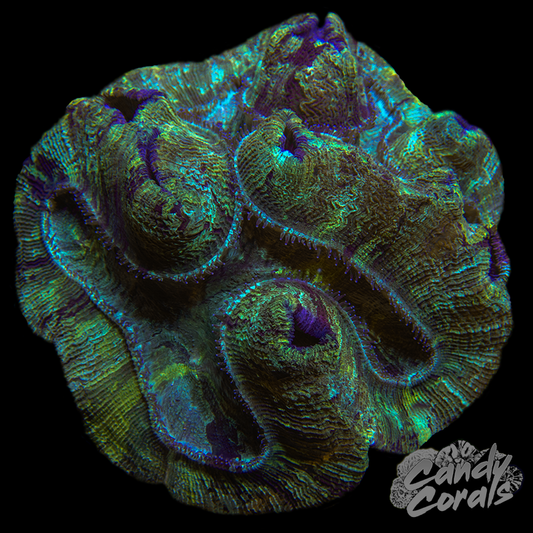Large Rainbow Trachyphyllia WYSIWYG 84