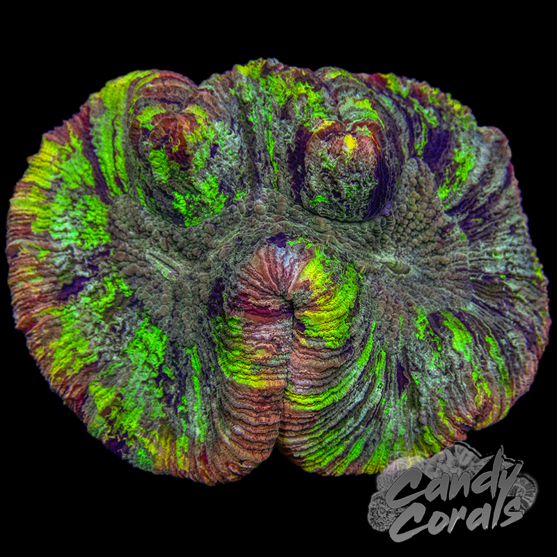 Rainbow Trachyphyllia WYSIWYG 6