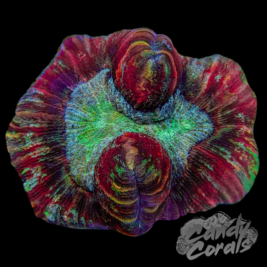 Rainbow Trachyphyllia WYSIWYG 17