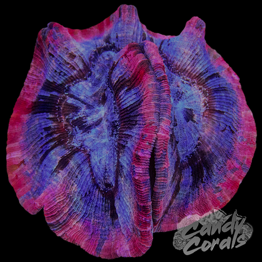 Rainbow Trachyphyllia WYSIWYG 63