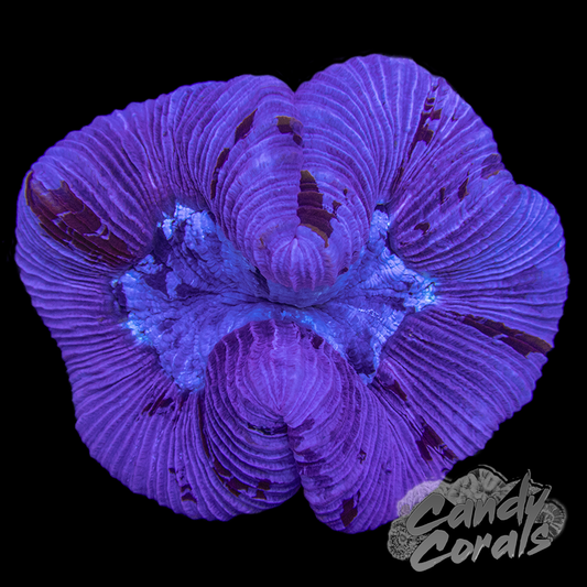 Small Assorted Purple Trachyphyllia