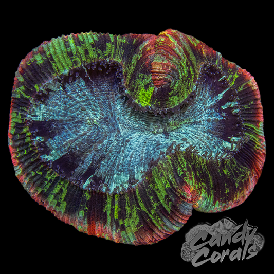 Rainbow Trachyphyllia WYSIWYG 44