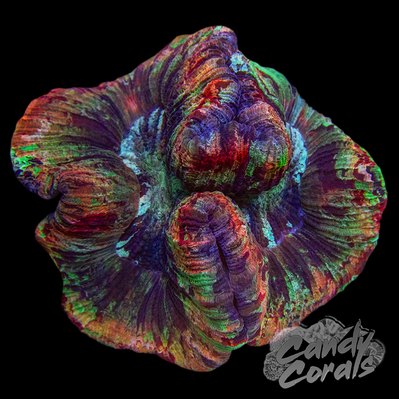 Rainbow Trachyphyllia WYSIWYG 18