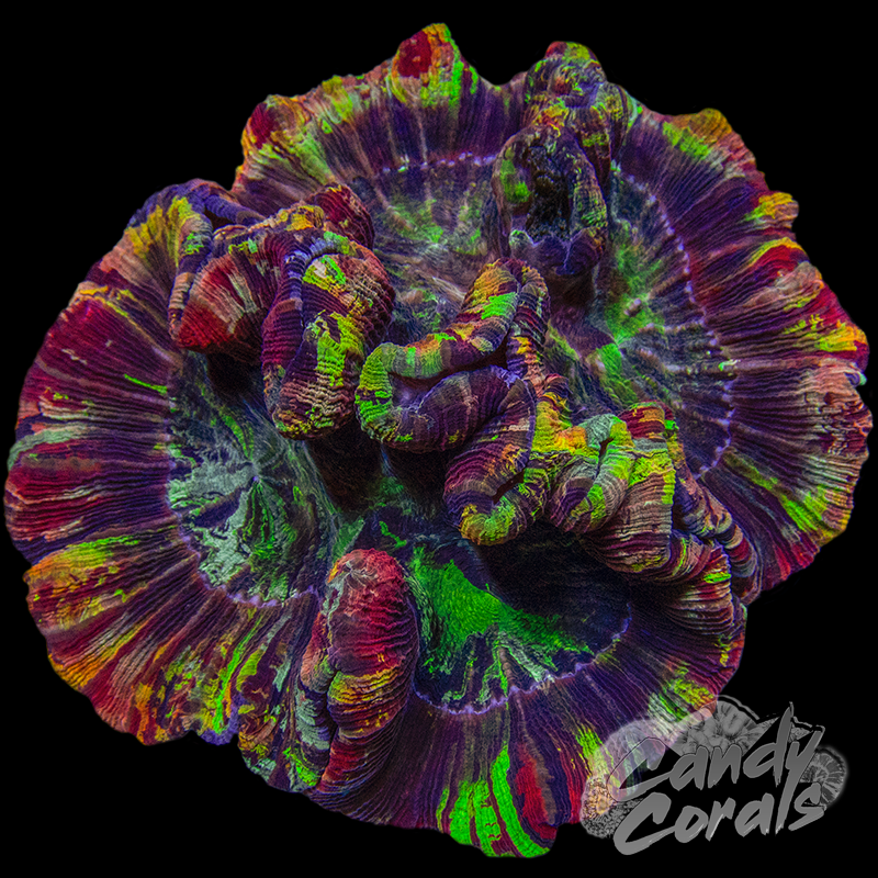 Rainbow Trachyphyllia WYSIWYG 48