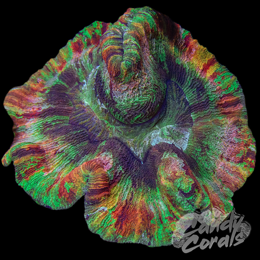 Rainbow Trachyphyllia WYSIWYG 30