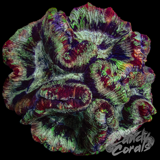 Rainbow Trachyphyllia WYSIWYG 55