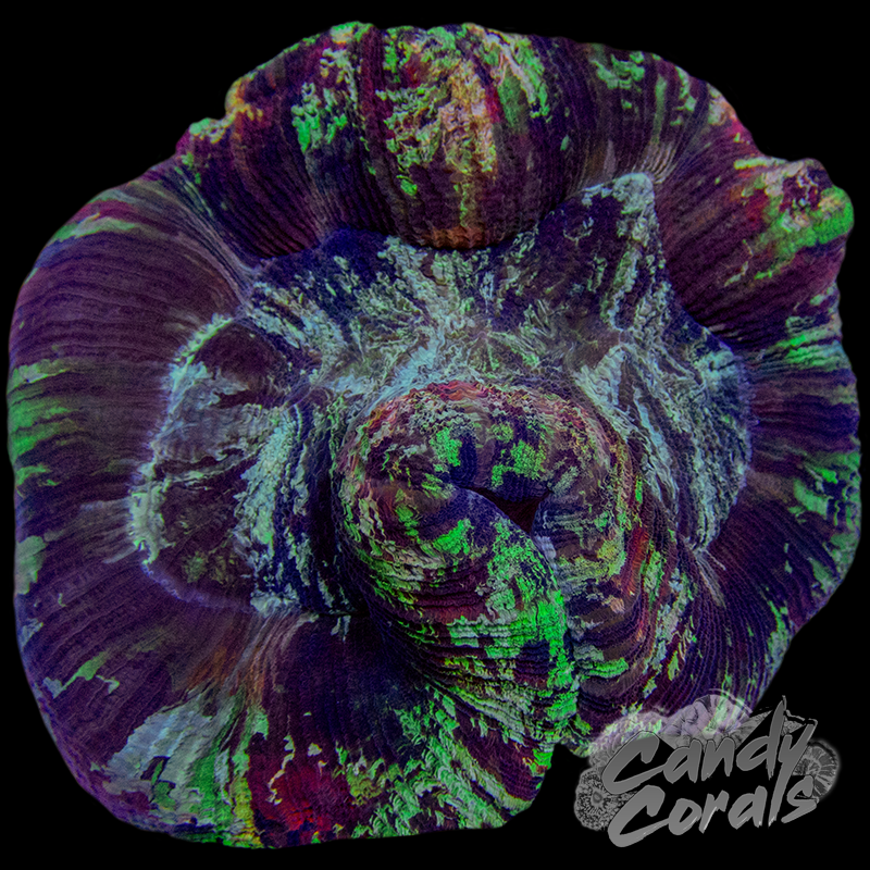 Rainbow Trachyphyllia WYSIWYG 32