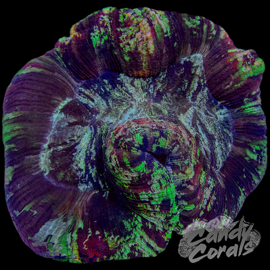 Rainbow Trachyphyllia WYSIWYG 32