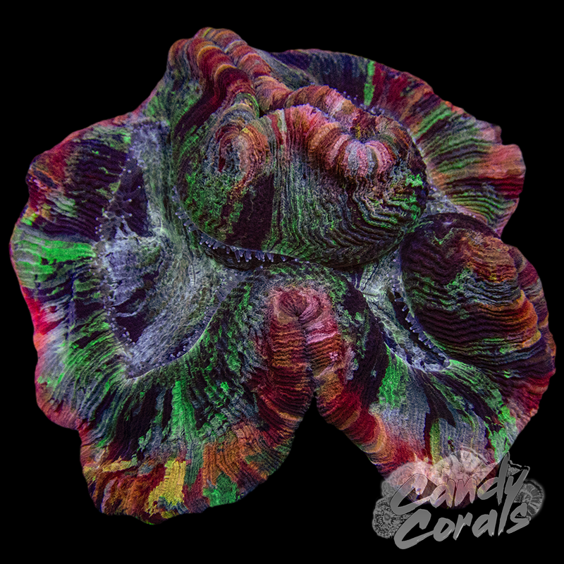 Rainbow Trachyphyllia WYSIWYG 60