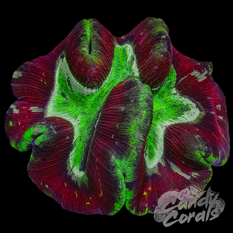 Rainbow Trachyphyllia WYSIWYG 38