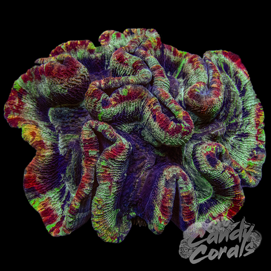 Rainbow Trachyphyllia WYSIWYG 61