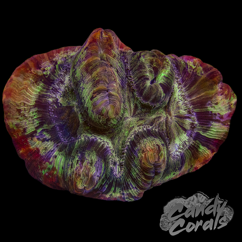 Rainbow Trachyphyllia WYSIWYG 62