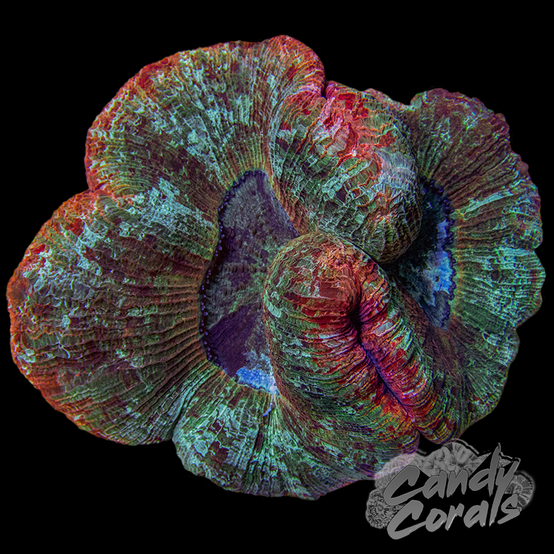 Rainbow Trachyphyllia WYSIWYG 26