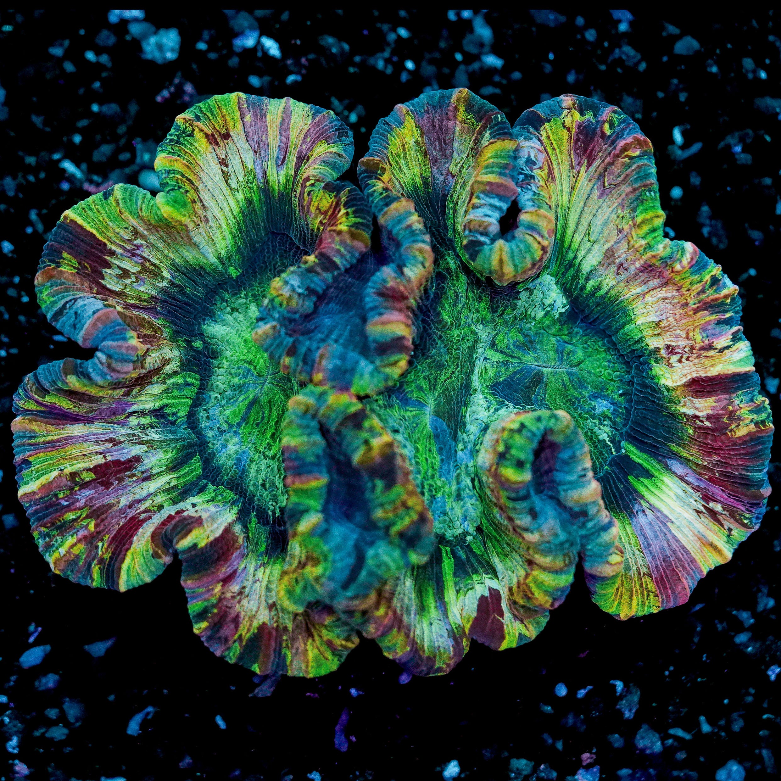 Rainbow Trachyphyllia WYSIWYG 14