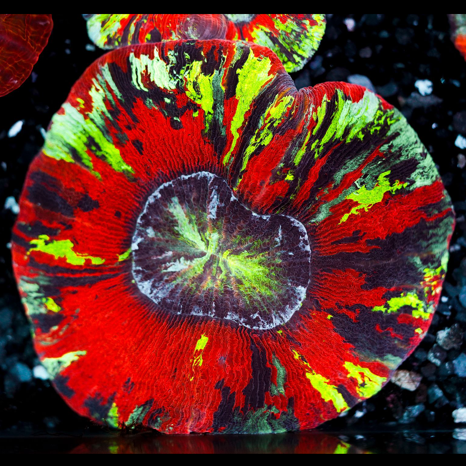 Rainbow Trachyphyllia WYSIWYG 10