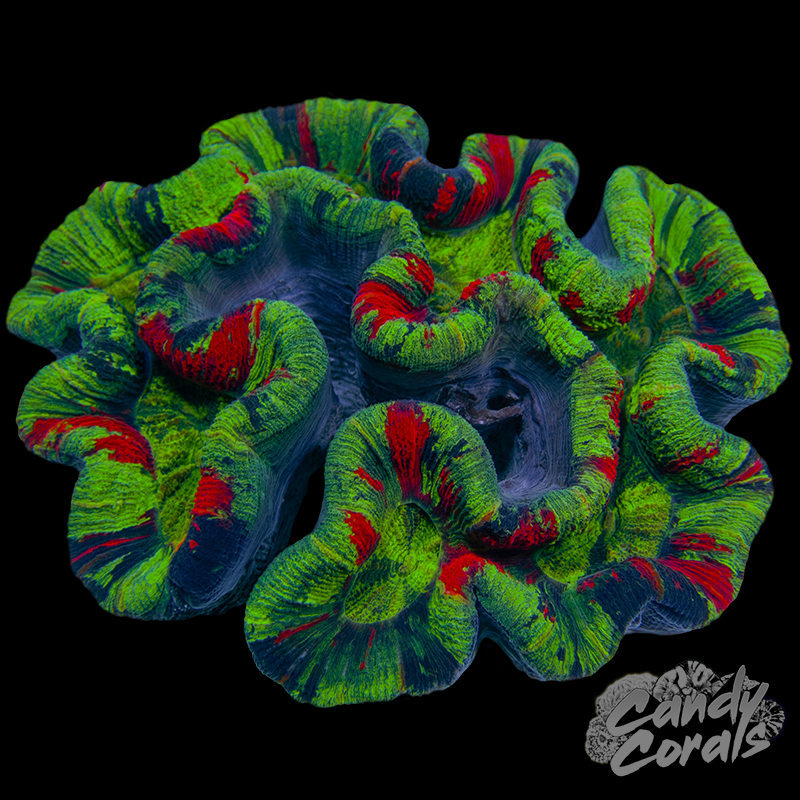 Rainbow Trachyphyllia WYSIWYG 21