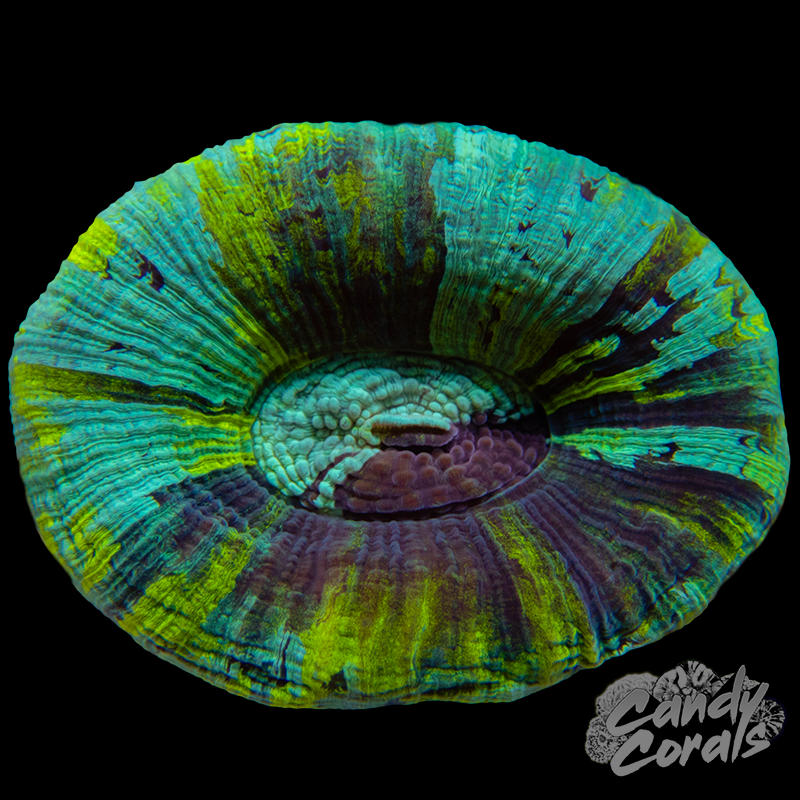 Small Rainbow Trachyphyllia WYSIWYG 100