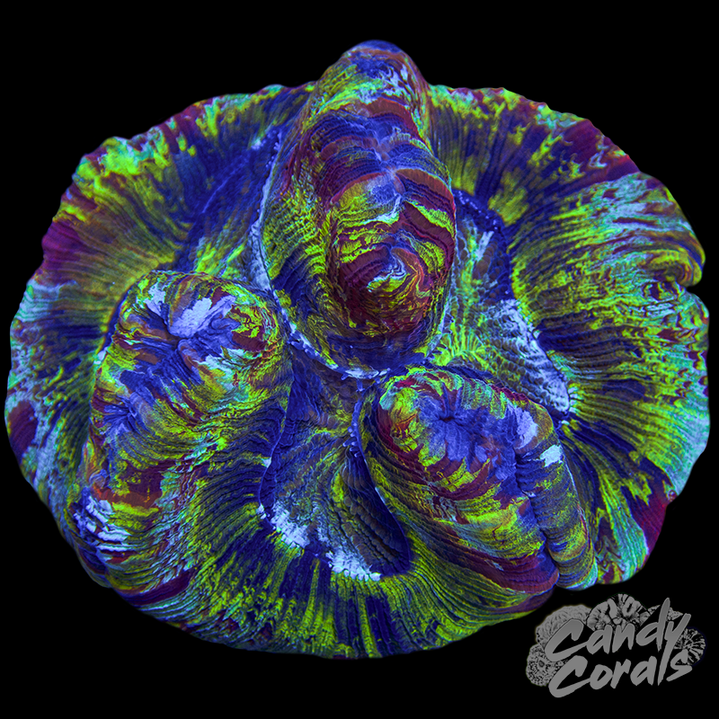 Trachyphyllia WYSIWYG 3