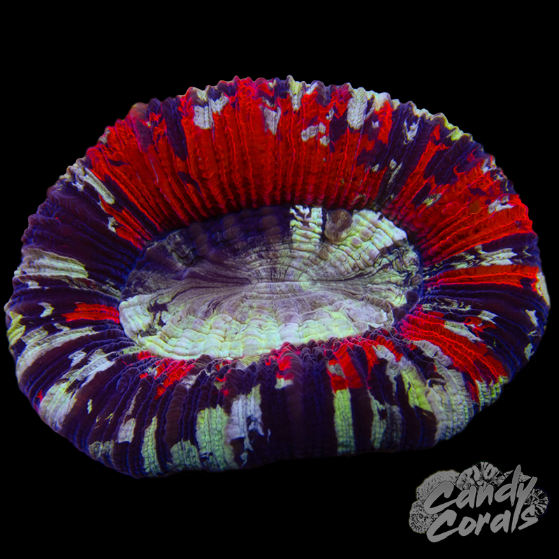 Small Rainbow Trachyphyllia WYSIWYG 19